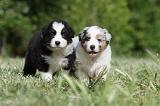 BERGER AUSTRALIEN PUPPIES 328